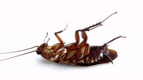 Cockroaches