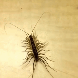 Silverfish